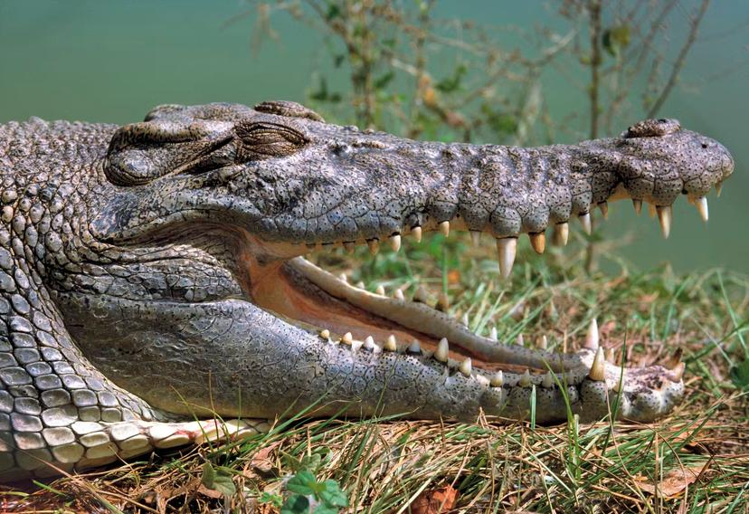 Open mouthed crocodile by Australian Scenics / Getty Images