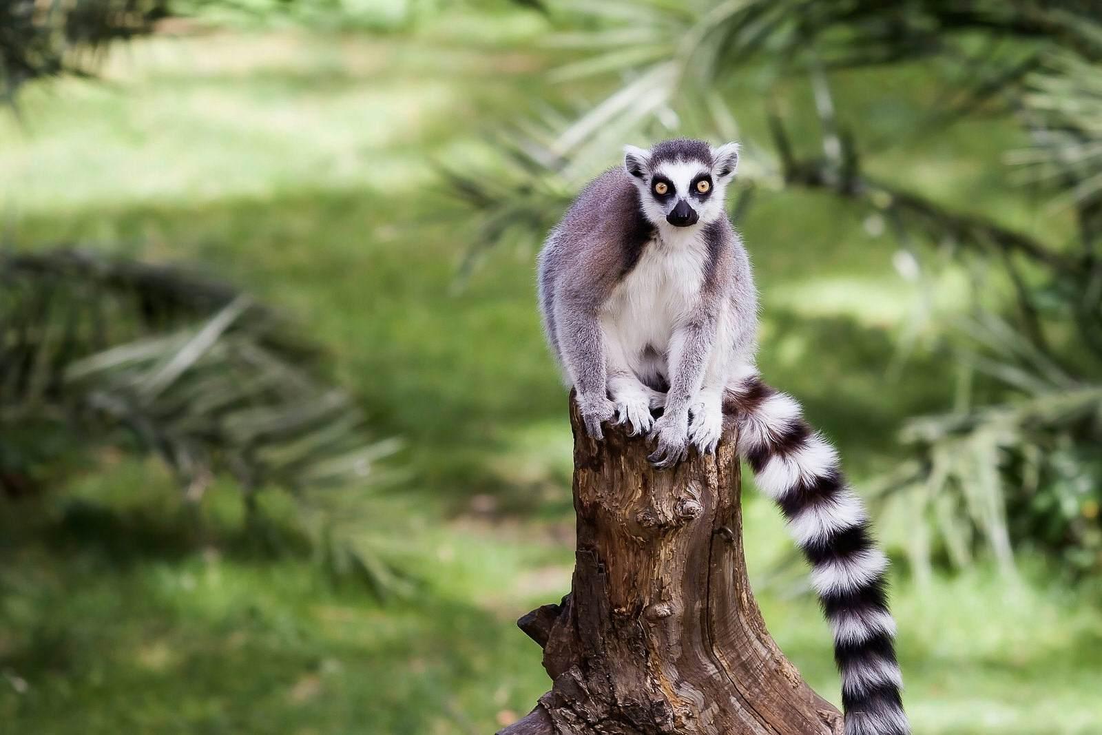 A ring tailed lemur sits atop a tree stump in Antananarivo, with greenery in the background. It has a white chest, light grey black and a striped tail of black and white. It's face is white, but there are black circles around its yellow eyes and its mouth © Gennaro Leonardi / EyeEm / Getty Images