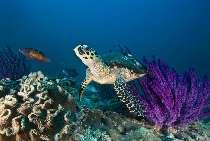 Hawksbill turtle among purple whip coral in Oman with blue background