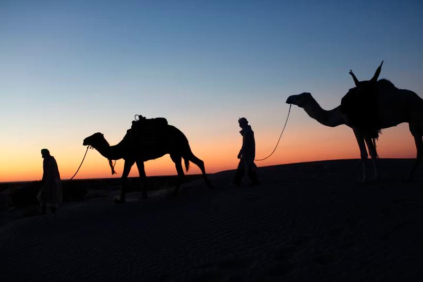 Camel drivers at dusk in the Sahara desert, near Douz, Kebili, Tunisia, North Africa, Africa