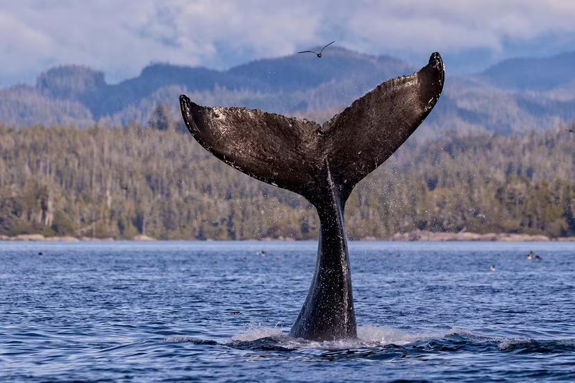 MJEEM1 Humpback whale (Megaptera novaengliae) fluke splashing in front of the British Columbia Coastal Mountains in Queen Charlotte Strait off Vancouver Island, British Columbia, Canada.
