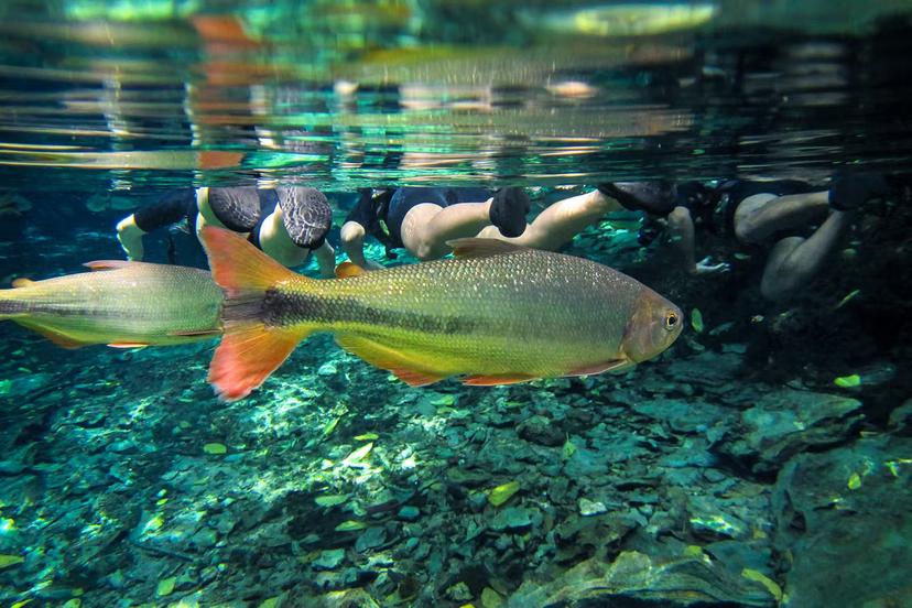 Explore the aquatic offerings around the ecofriendly city of Bonito © Luiz Felipe Sahd / Getty Images