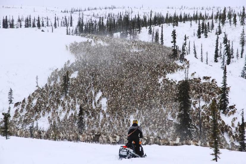 A massive herd of reindeer stretches to the horizon, with a solitary snowmobiler in the foreground watching them in the Northwest Territories.