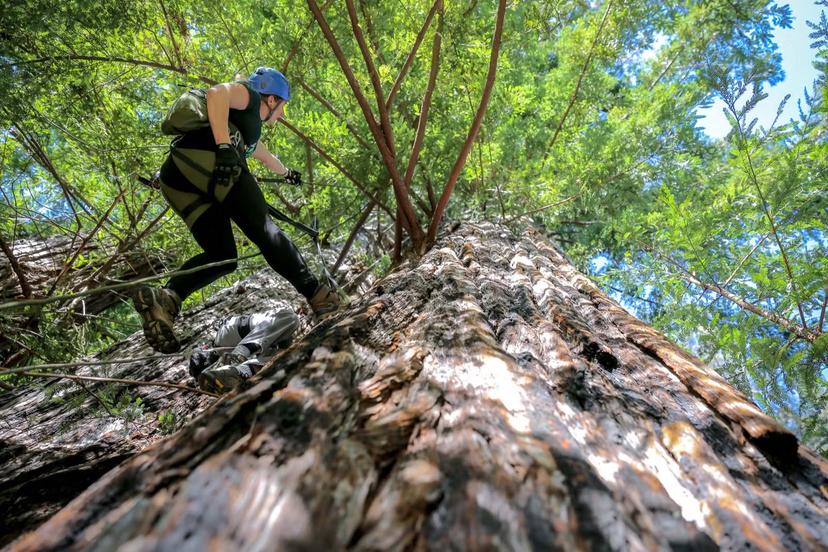 Person scales a redwood tree in California's redwood forest