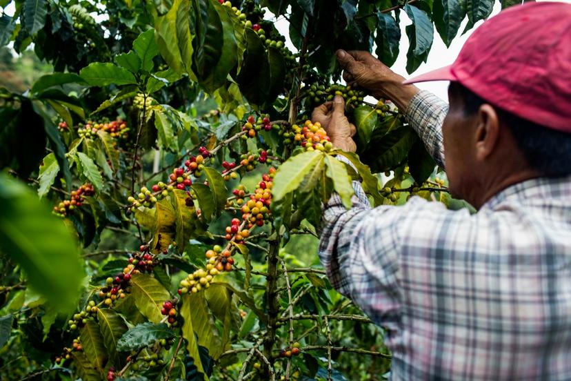 A man with a red hat picks cherries from a coffee tree to make Colombian coffee