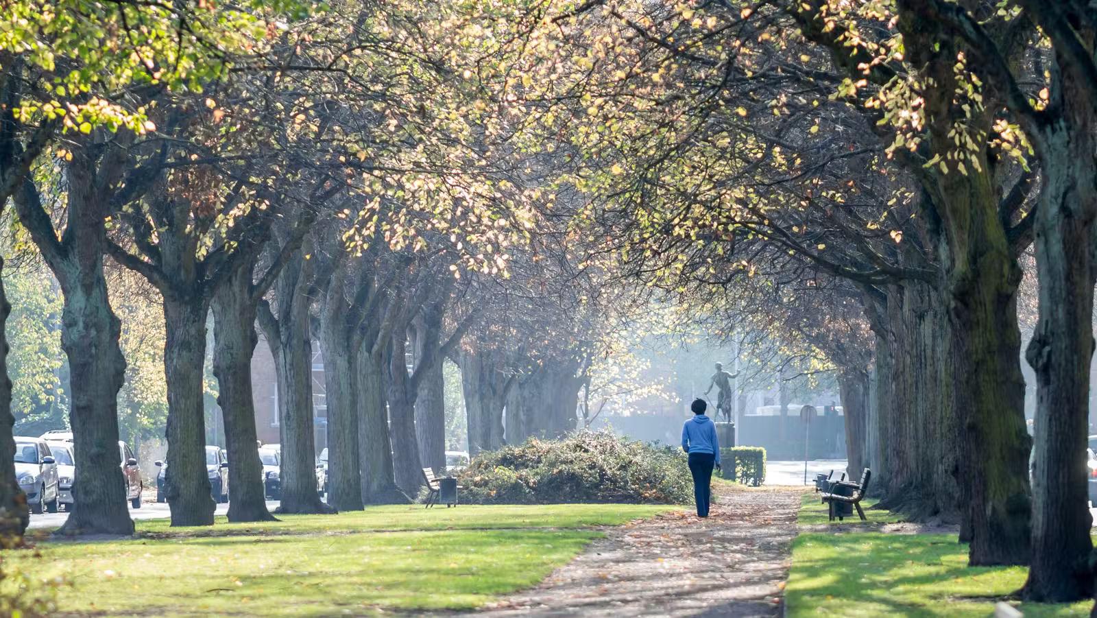 A person walking along a path in Copenhagan's Frederiksberg. Trees line the path and touch overhead, their leaves have just started to turn orange and yellow for autumn