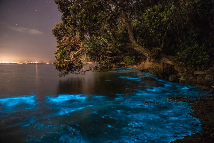 Why the waters around Auckland have been seen glowing blue  