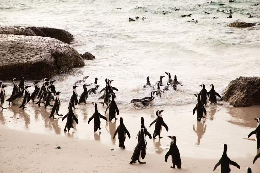 People who sign up for the Original African Penguin Walk can catch a glimpse of the aquatic birds from a distance. Image: Airbnb