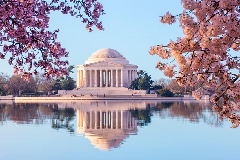 Cherry blossom trees frame the Tidal Basin and the Jefferson Memorial in Washington DC © Steven Heap / Getty Images