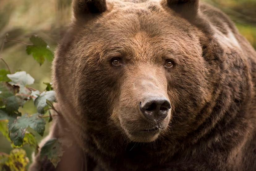 The Cantabrian brown bear is on Spain's endangered list ©Merche Portu via Getty