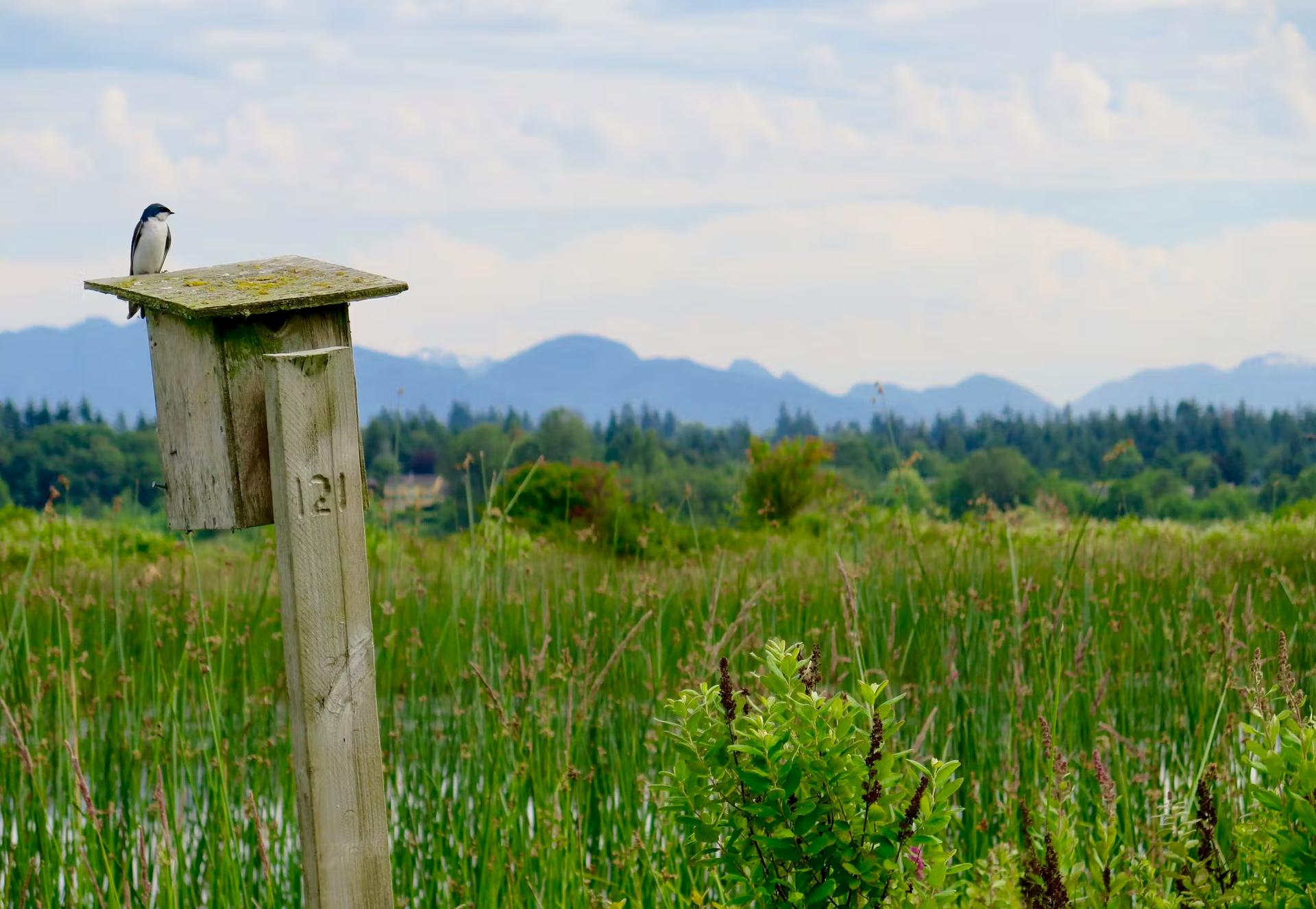 A small bird sits atop a bird house that is mounted on a piece of milled lumber; the rest of the scene is dominated by long grasses and marsh, immediately behind the bird house, while distant forests and mountains are in the background.