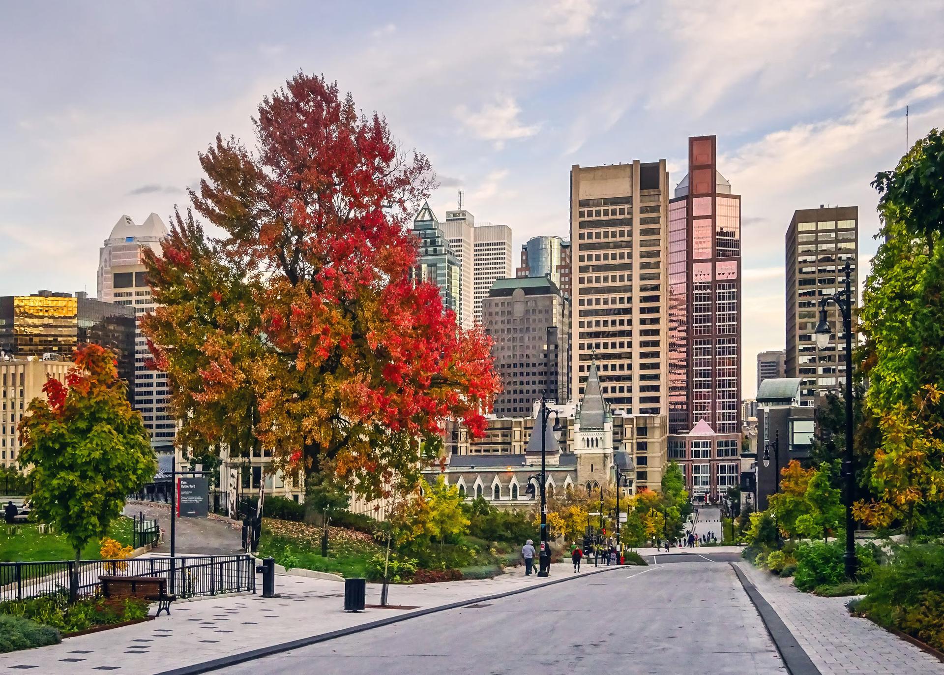A large tree with red leaves is visible next to a road in Montreal. A skyline filled with buildings is in shot, along with some smaller trees