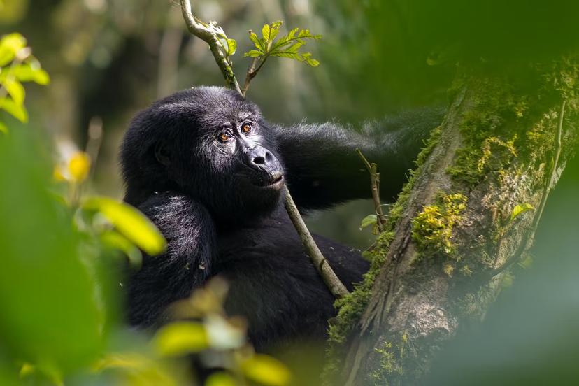There is good news around the future of mountain gorillas © Eric Reitsma/500px
