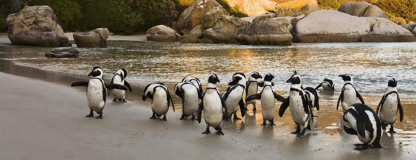 Boulder's Beach colony numbers 3000 and is the ideal place to see the African penguin © Andrea Willmore / Shutterstock