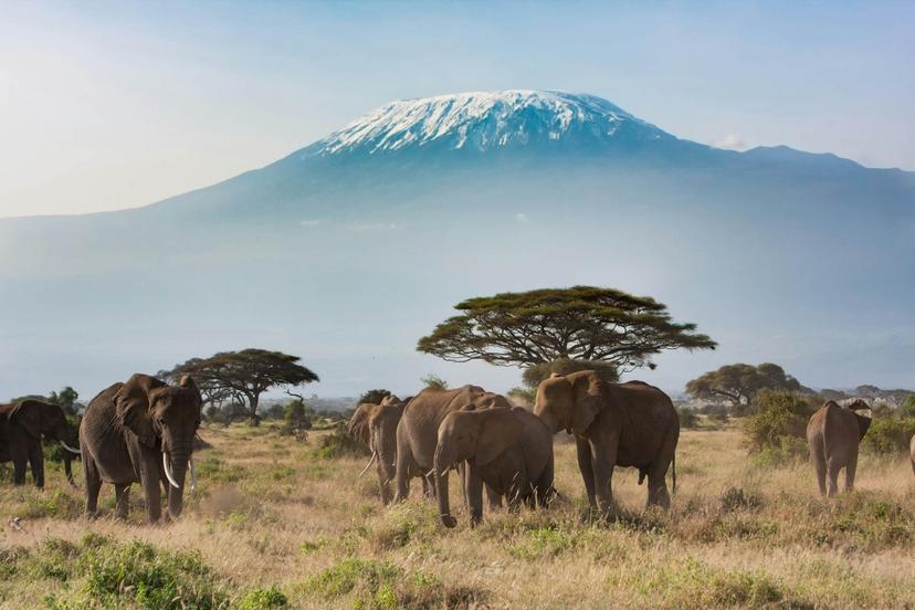 The quintessential image from Amboseli: elephants backed by the snow-capped summit of Mt Kilimanjaro © khanbm52 / Shutterstock