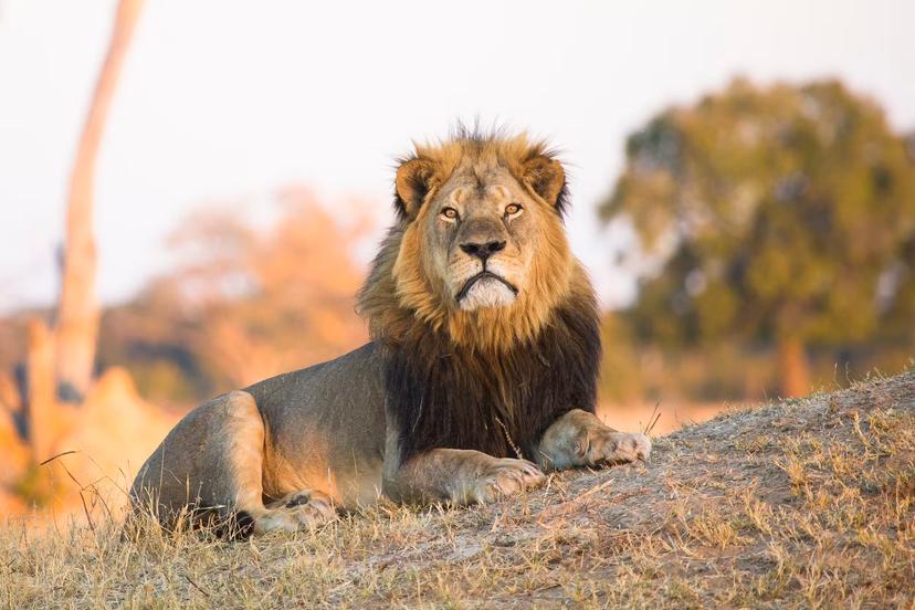 Cecil, a legendary lion in his own lifetime (and beyond) © Villiers Steyn / Getty Images