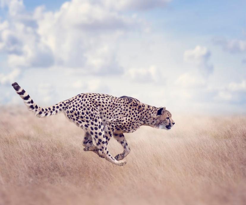 The cheetah's speed is made possible by a series of remarkable evolutionary adaptations © Saddako / Getty Images