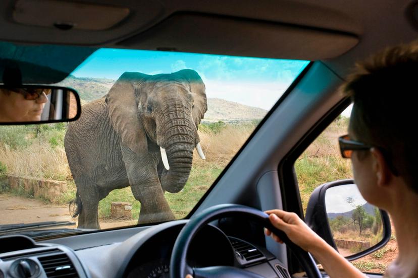 Road obstacles take on a new meaning when behind the wheel on a self-drive safari © Frans Lemmens / Getty Images