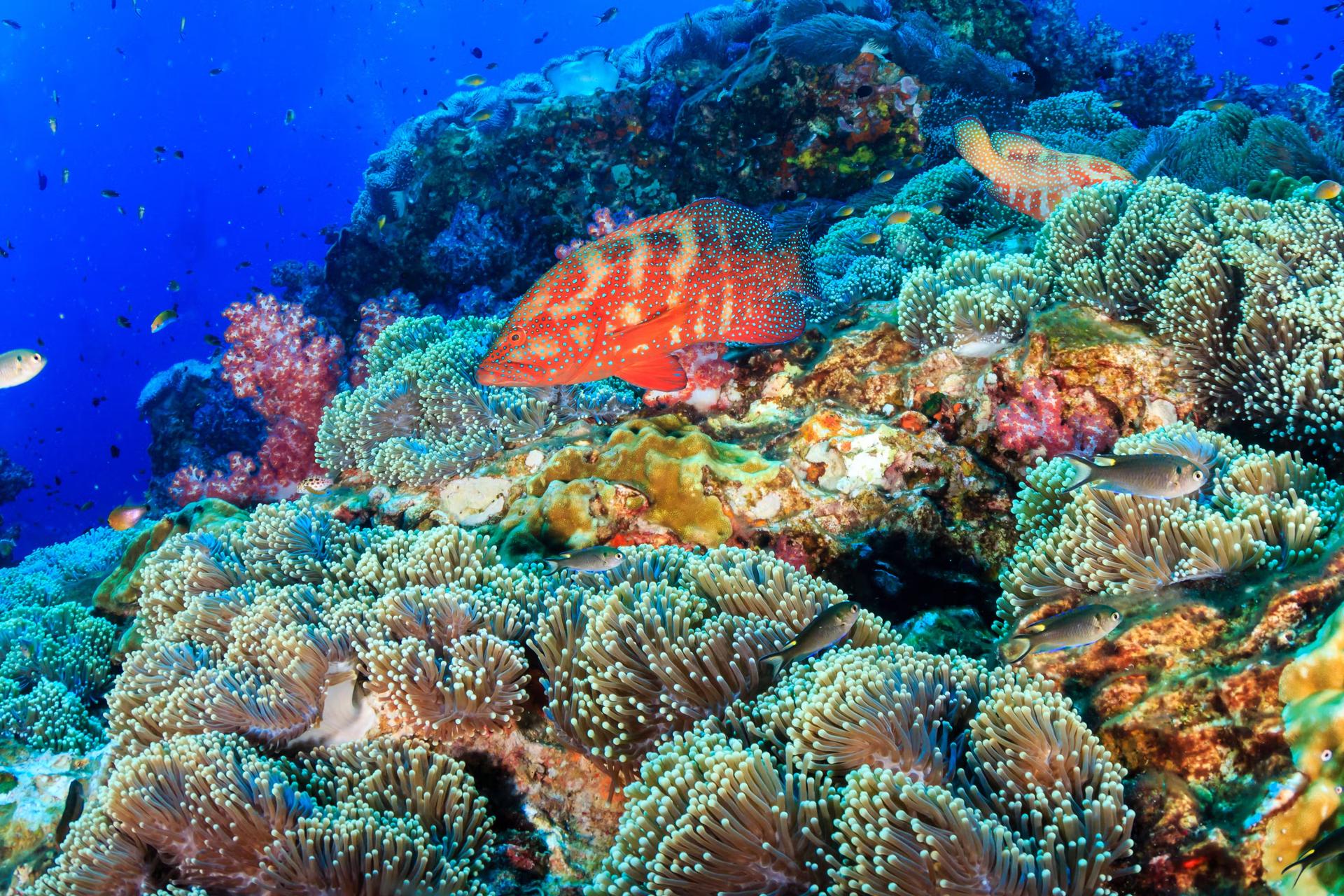Colorful coral grouper on a healthy, vibrant tropical coral reef