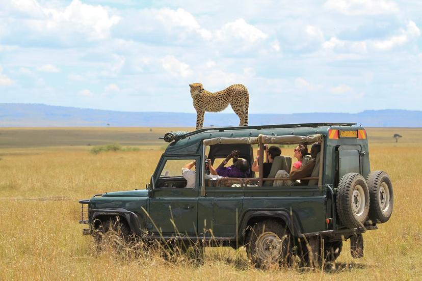 In the Masai Mara cheetah are known to use safari vehicles to help them hunt by getting a better vantage © Pedro Helder Pinheiro / Shutterstock