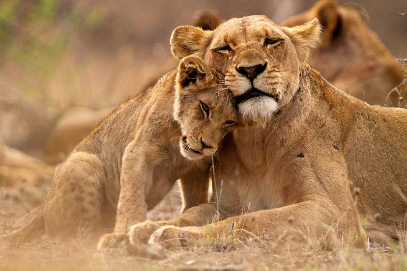 Observing the social aspect of lions' lives is one of the most memorable elements of an encounter with the species © Thomas Retterath / Getty Images