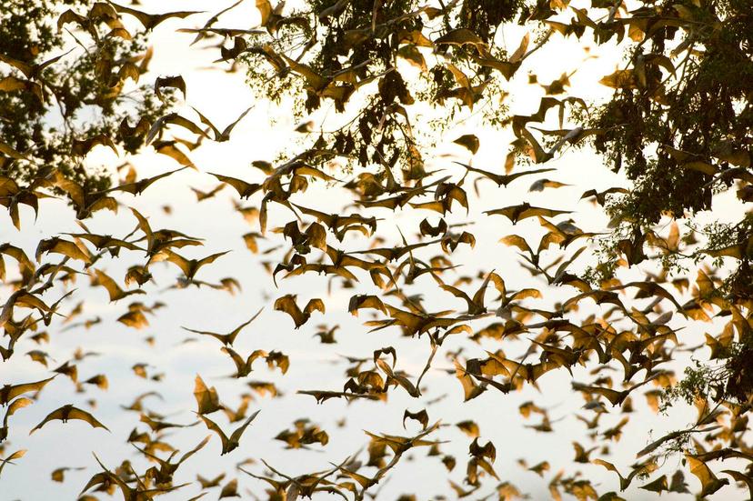 At sunset the skies above Kasanka fill with straw-coloured fruit bats during the migration © Mark Carwardine / Nature Picture Library / Getty Images